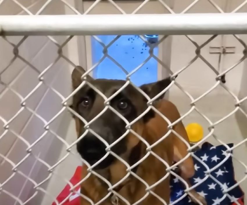 german shepherd in kennel