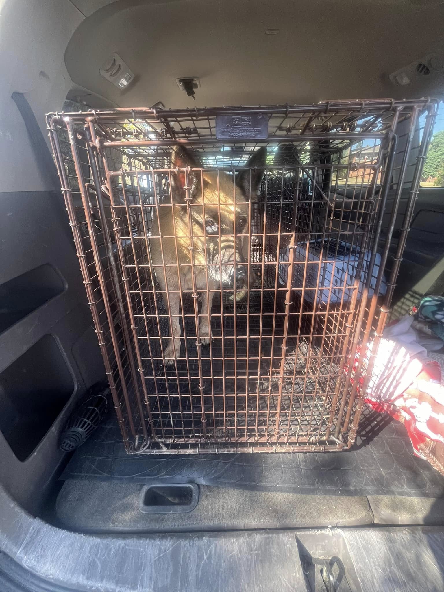 german shepherd in the crate