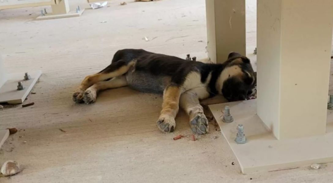 german shepherd puppy sleeping