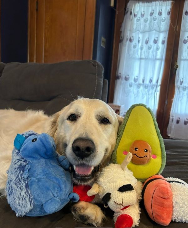 golden retriever and toys