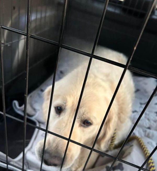 golden retriever in crate