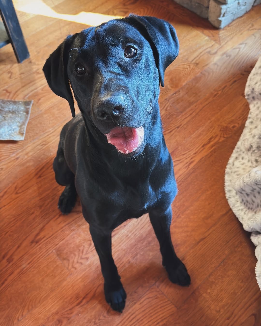 gorgeous black dog
