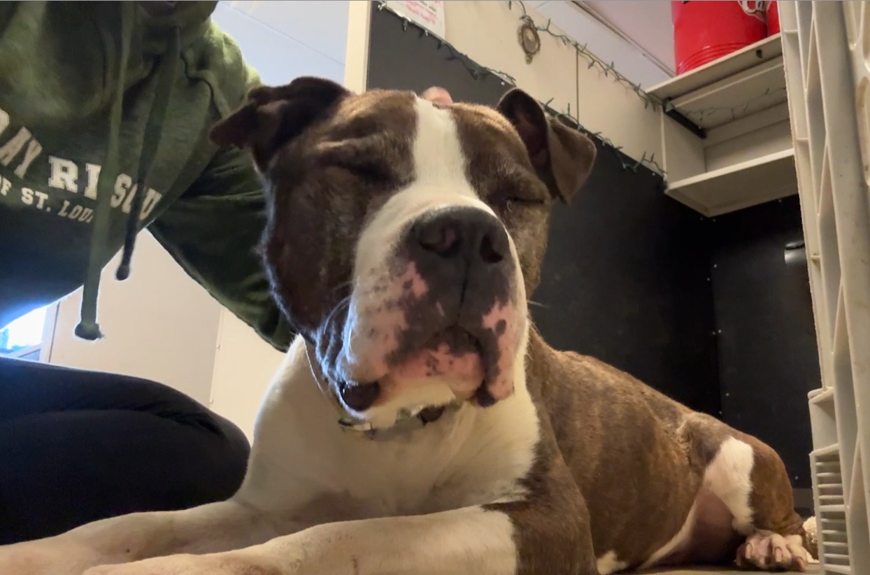 gorgeous dog