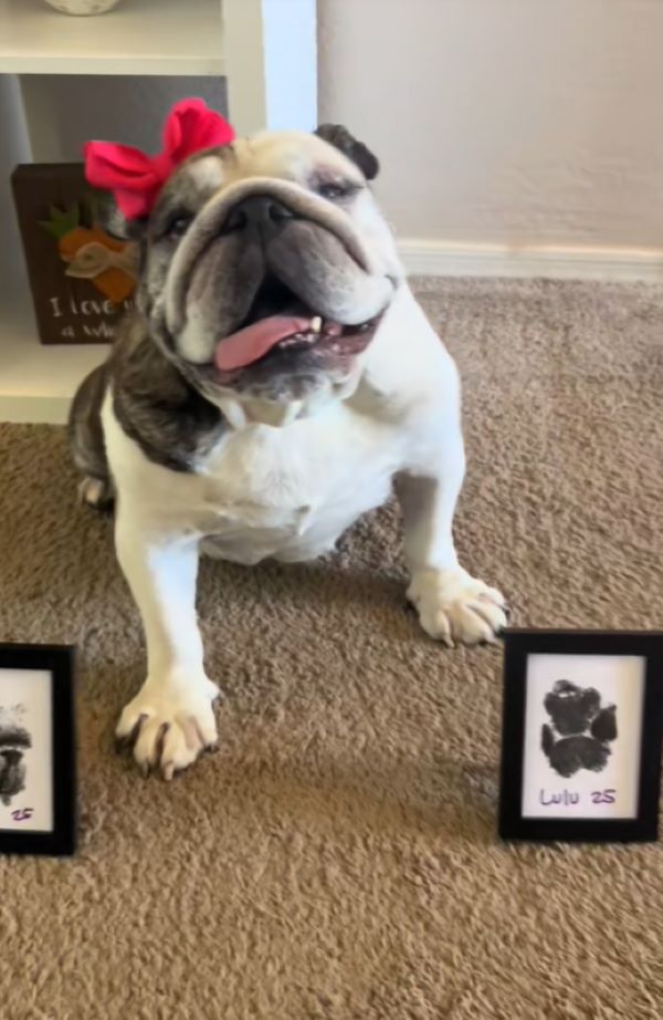 gorgeous dog in house