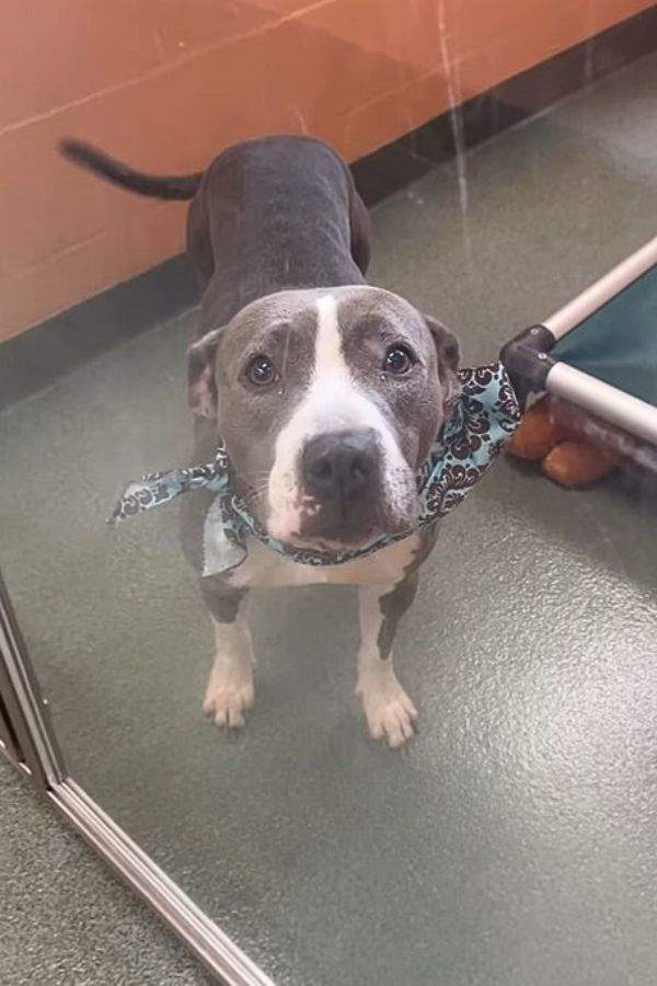 gorgeous dog in shelter