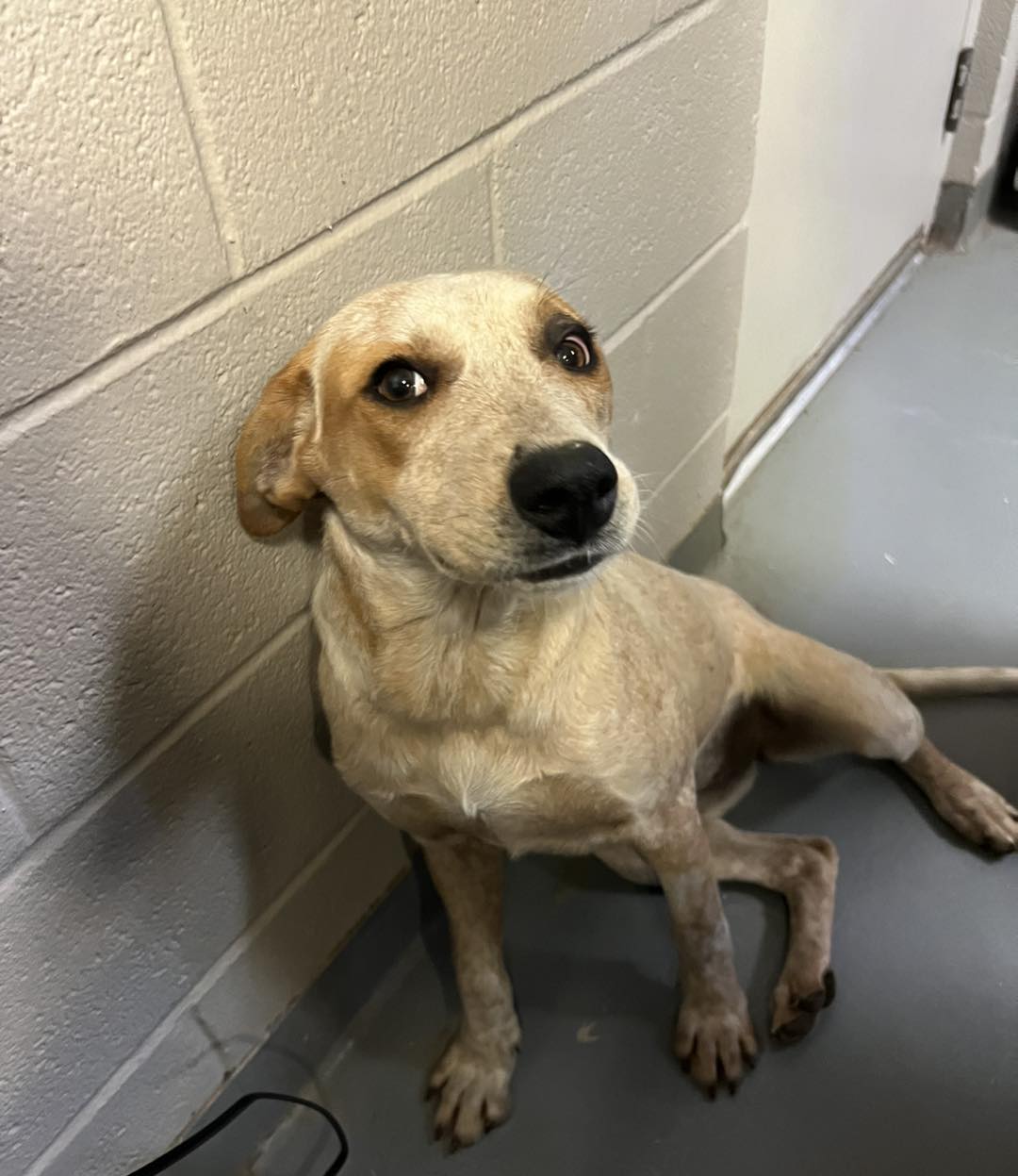 gorgeous dog