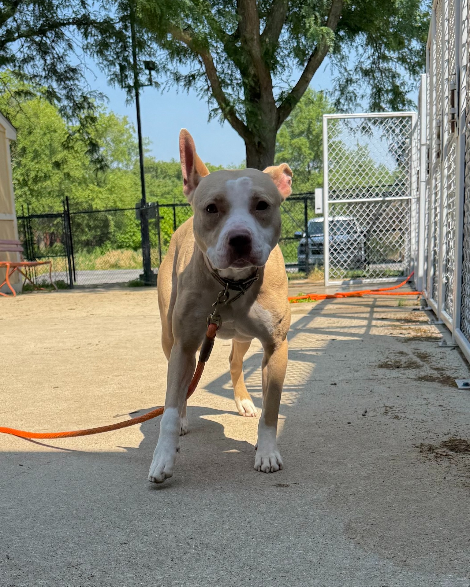 gorgeous senior dog