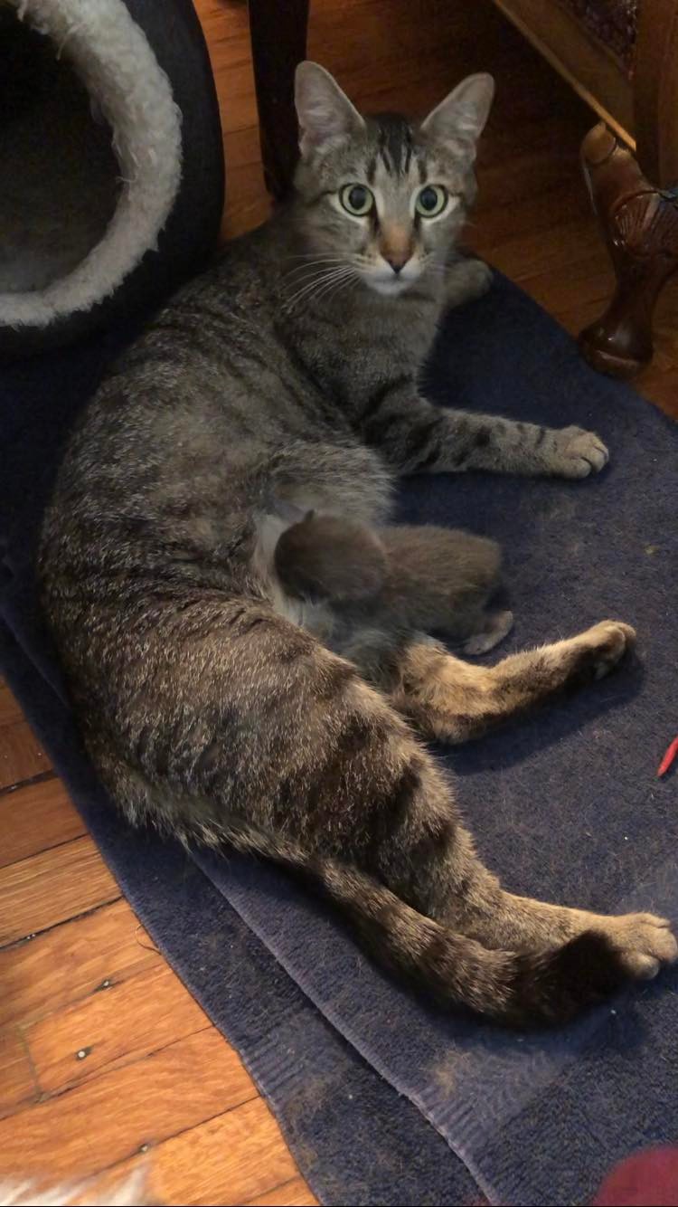 gray cat and kitten