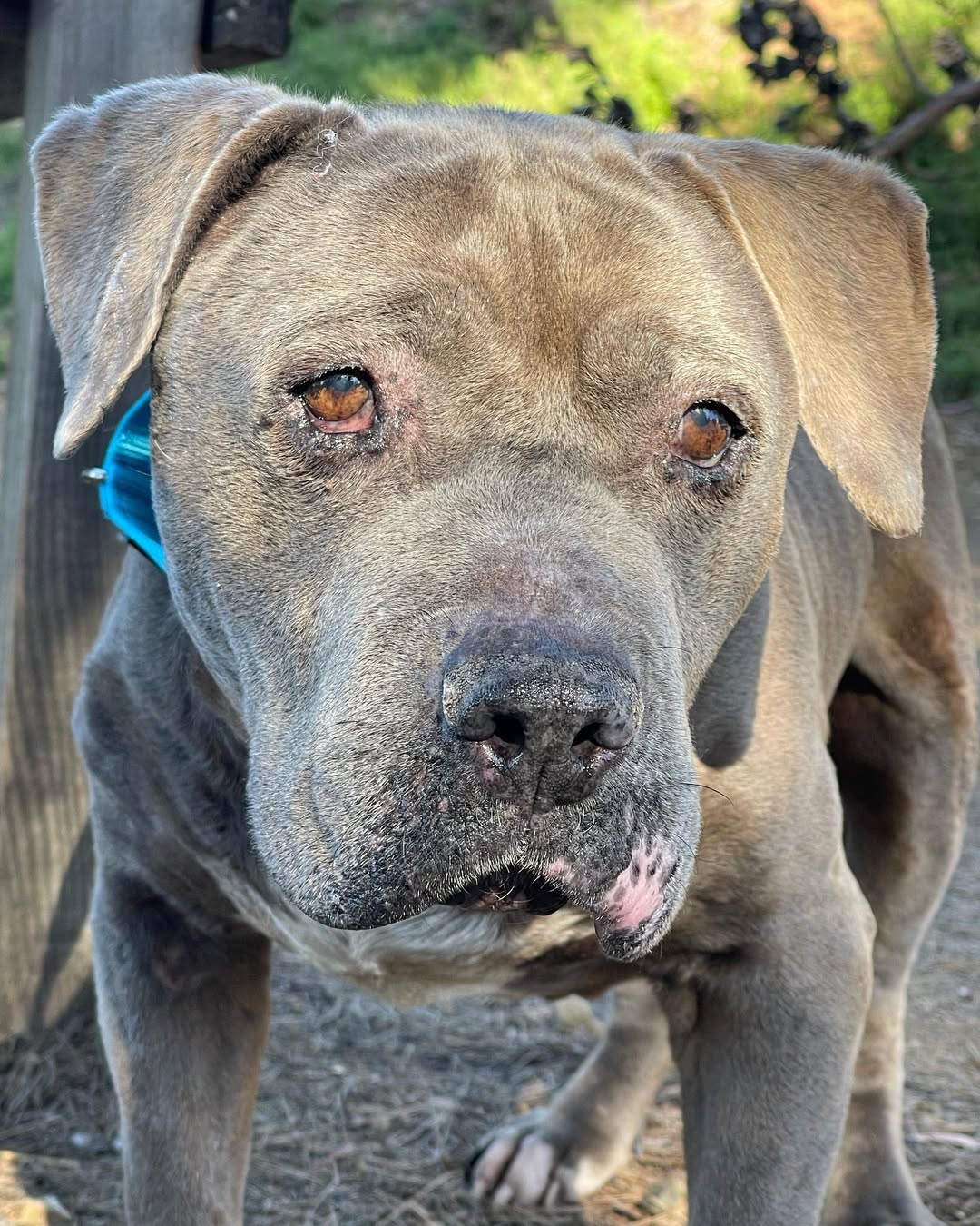 gray dog