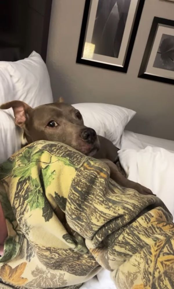 gray dog in bed