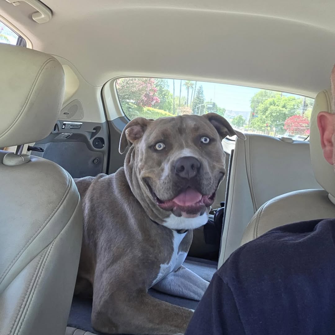 gray dog in car