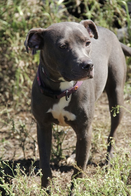 gray dog in nature