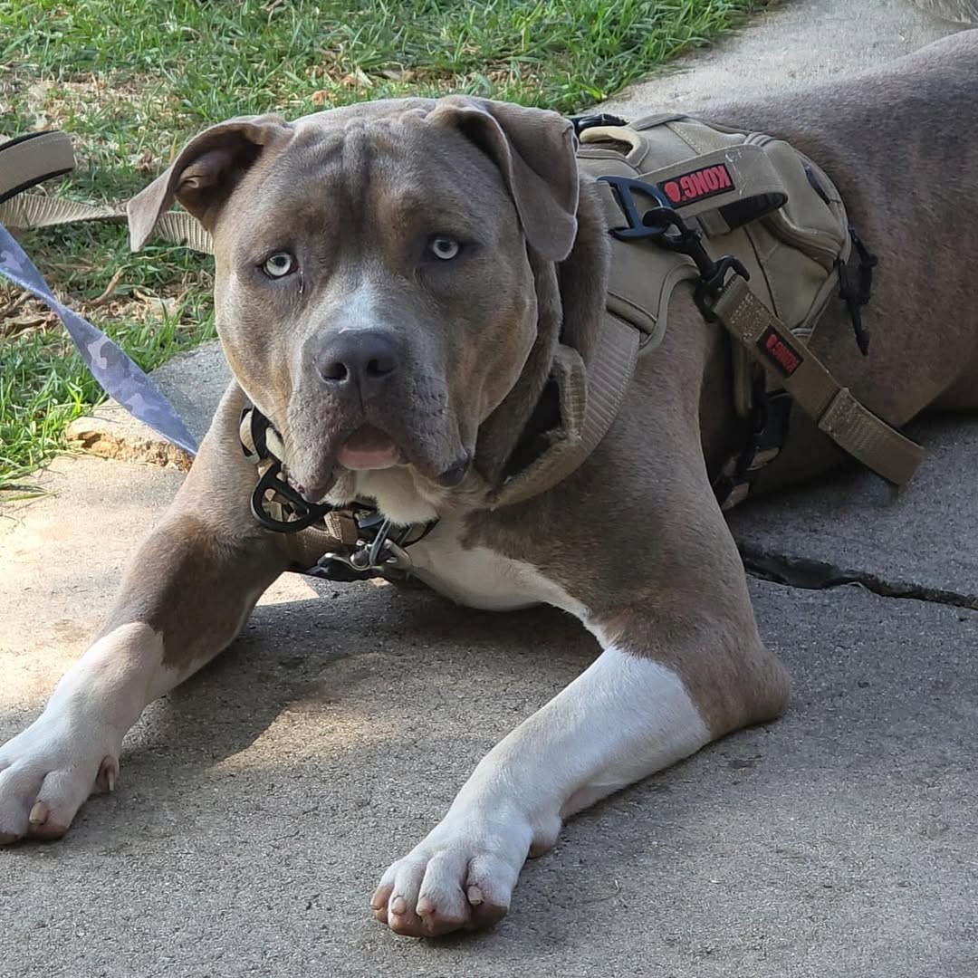 gray dog laying down