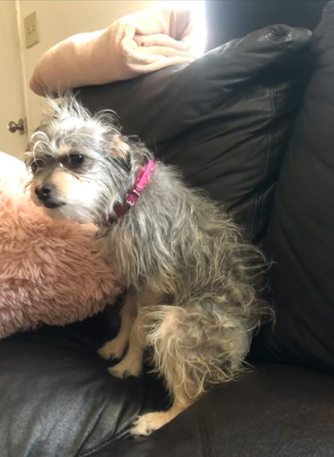 gray dog on couch