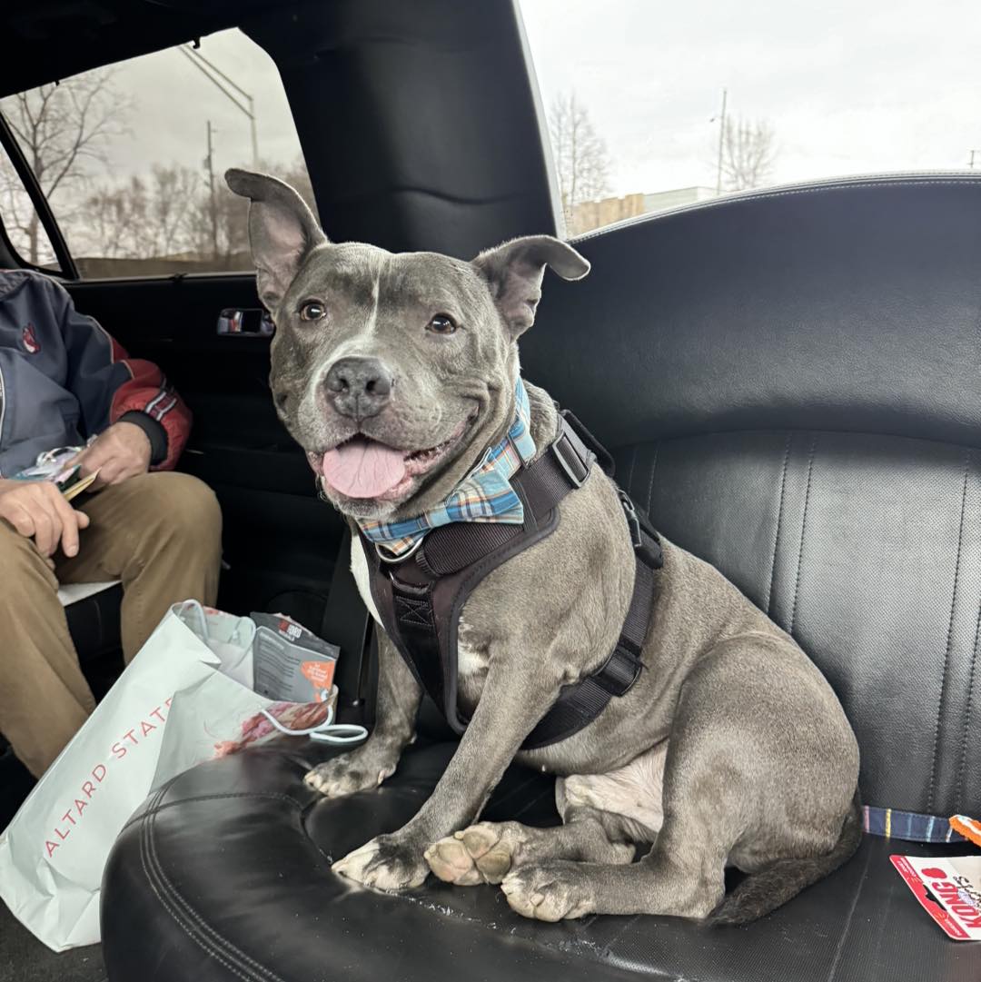gray dog on seat