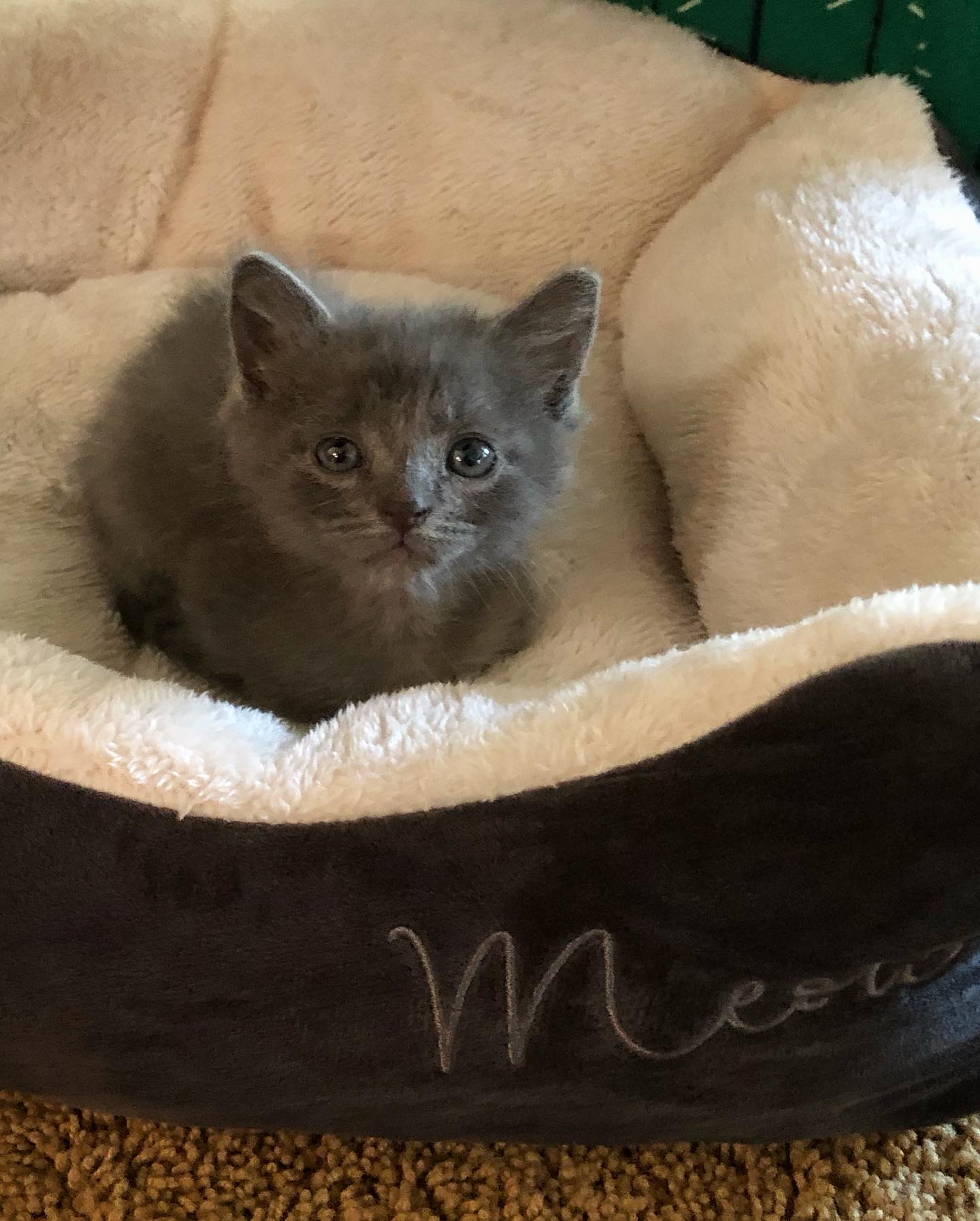 gray kitten