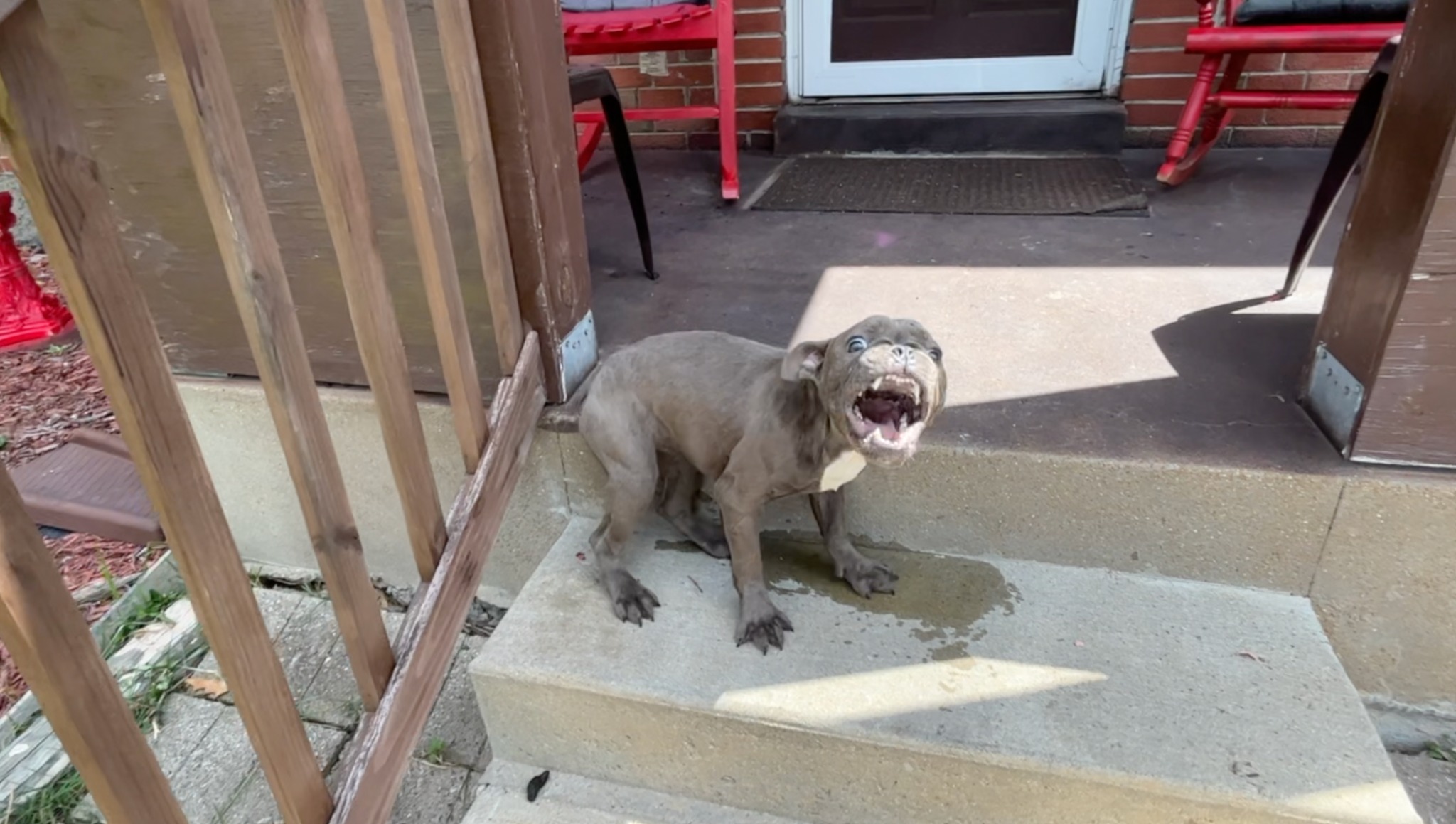 gray puppy on porch