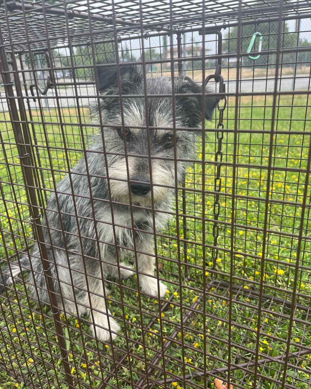gray stray dog