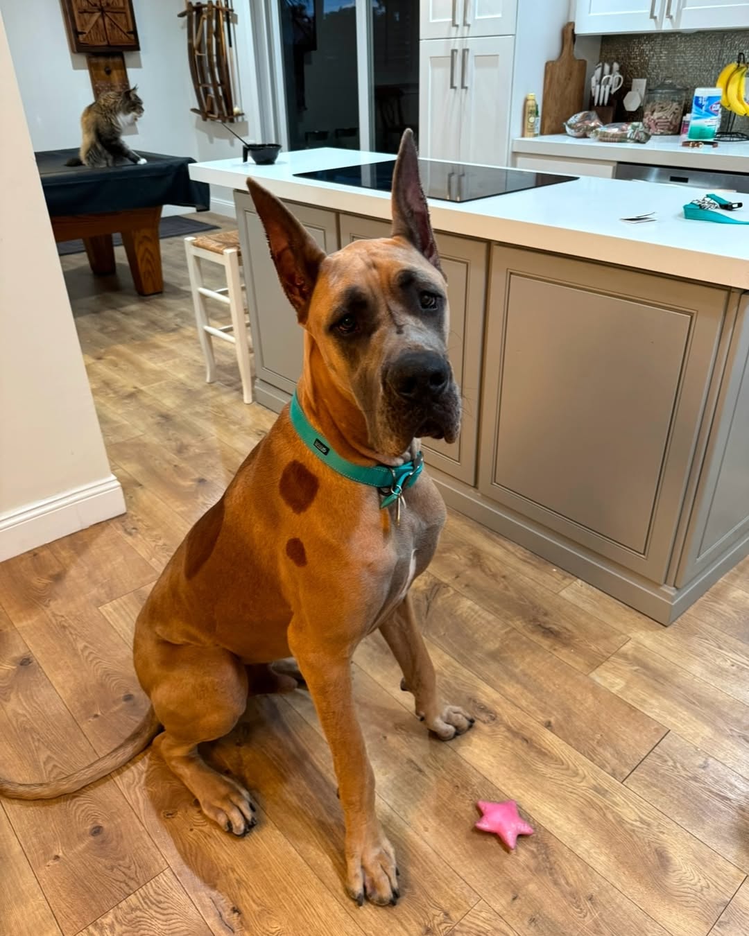 great dane in the kitchen