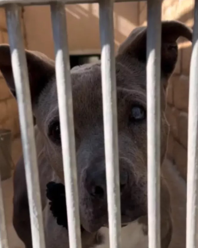 grey dog behind bars
