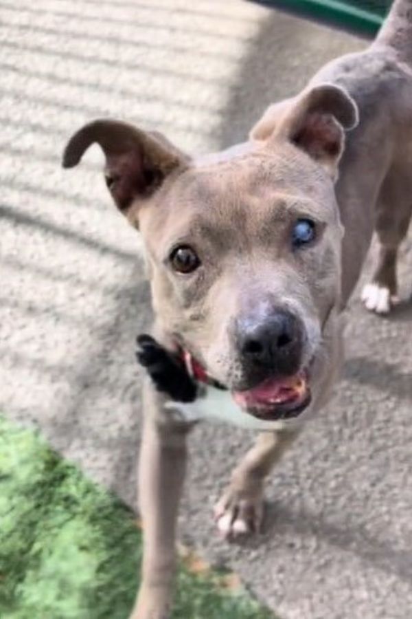 grey dog with different colored eyes
