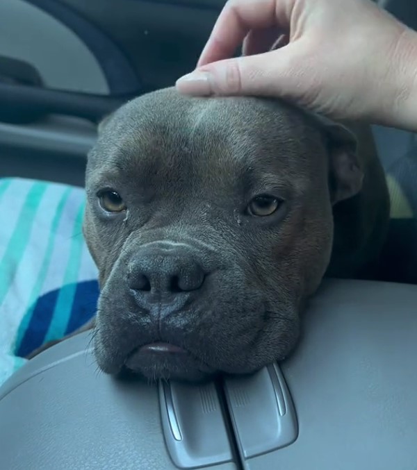 grey pup in the car