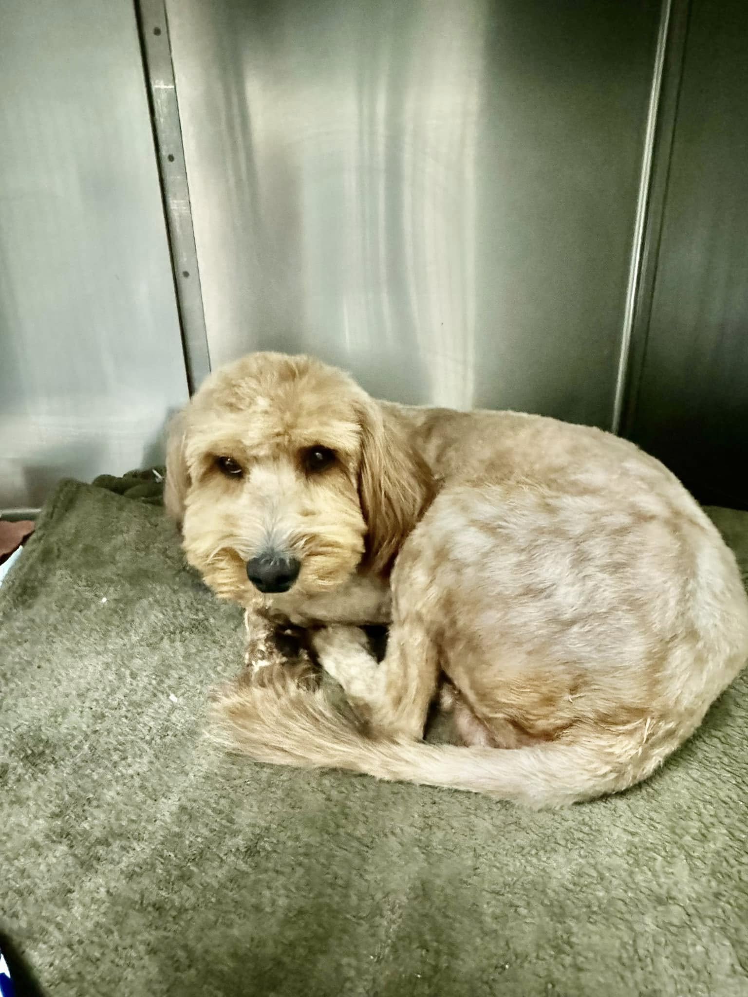 groomed dog
