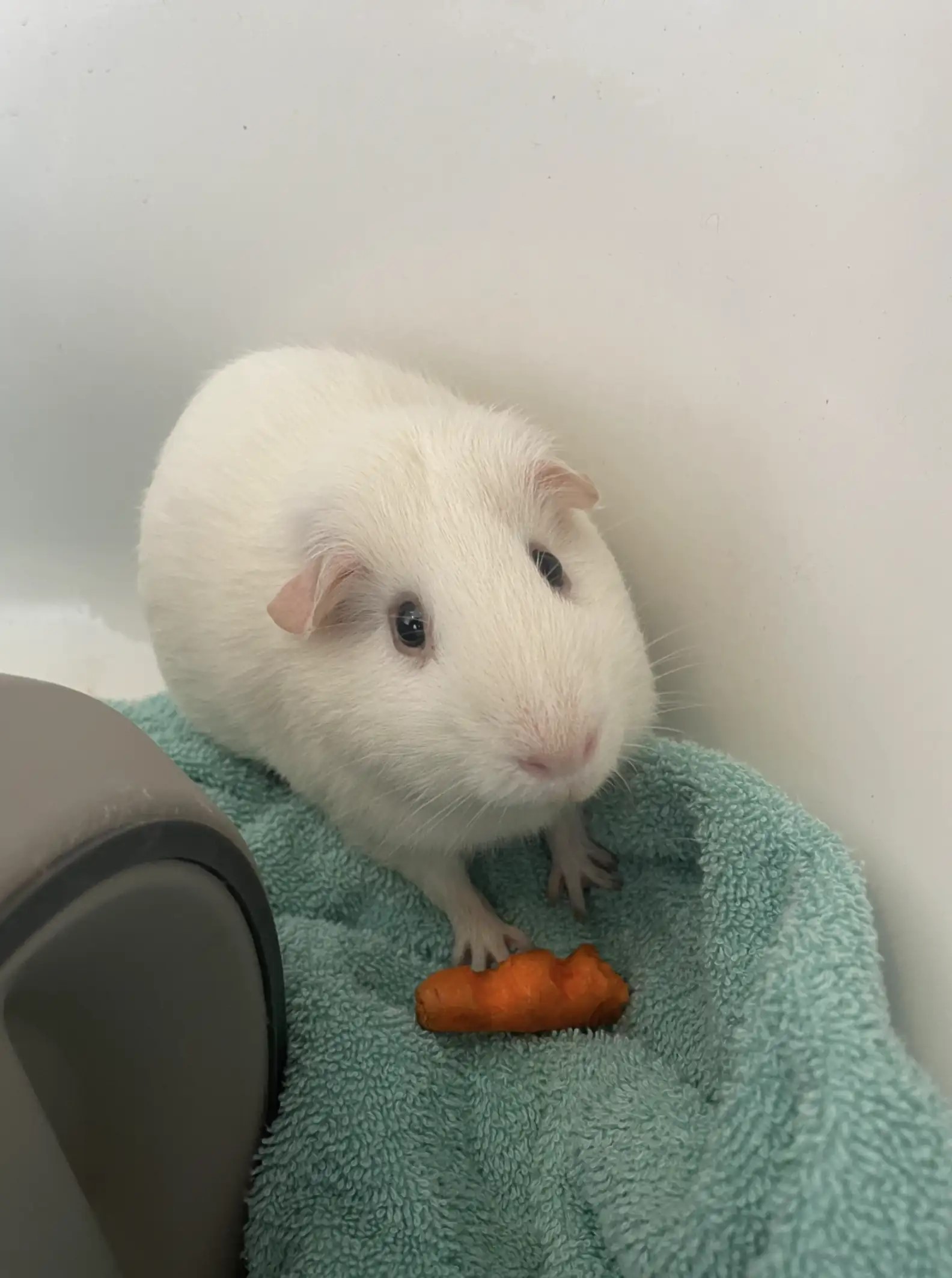 guinea pig