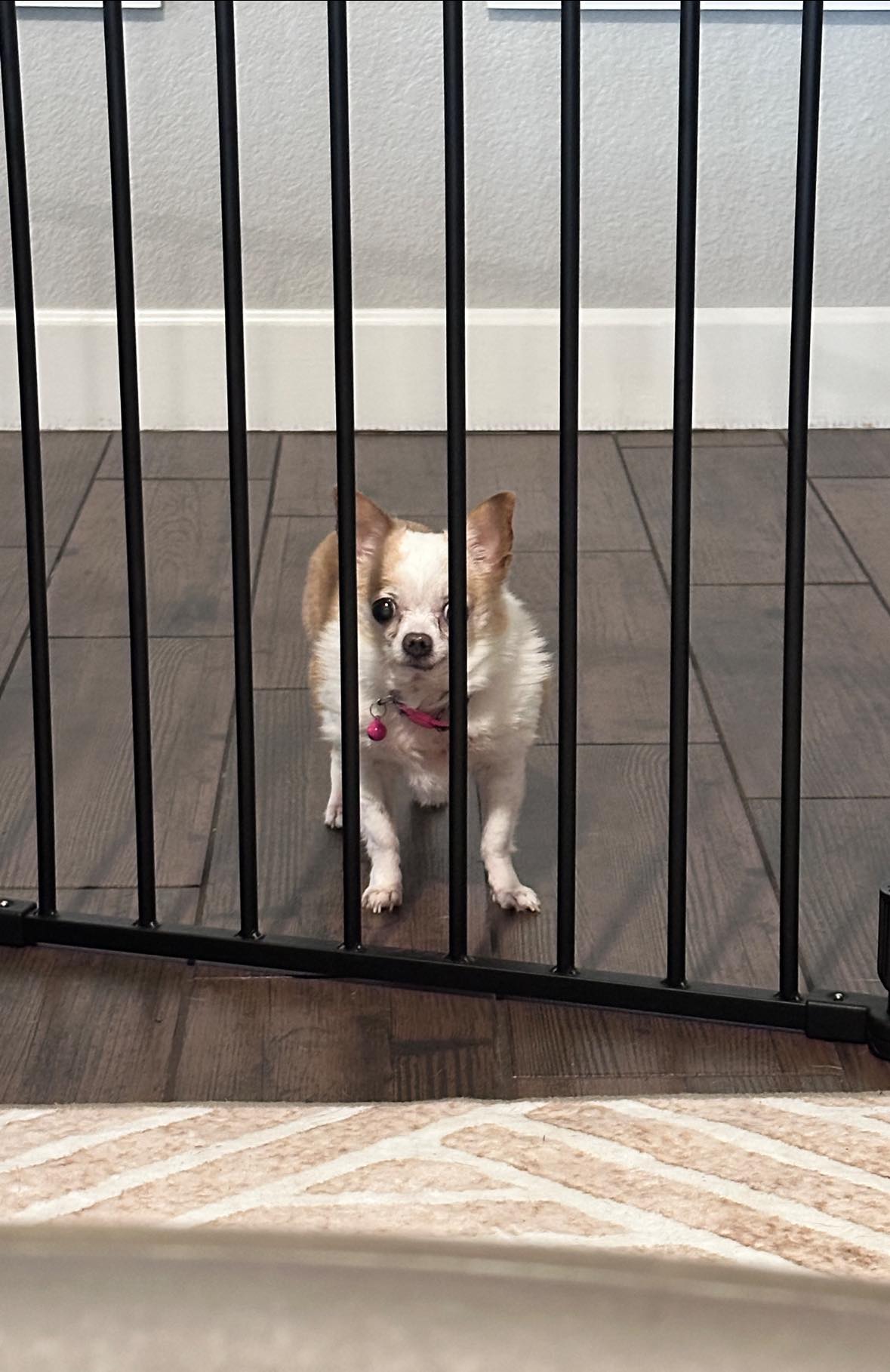 hamster-sized chihuahua behind bars