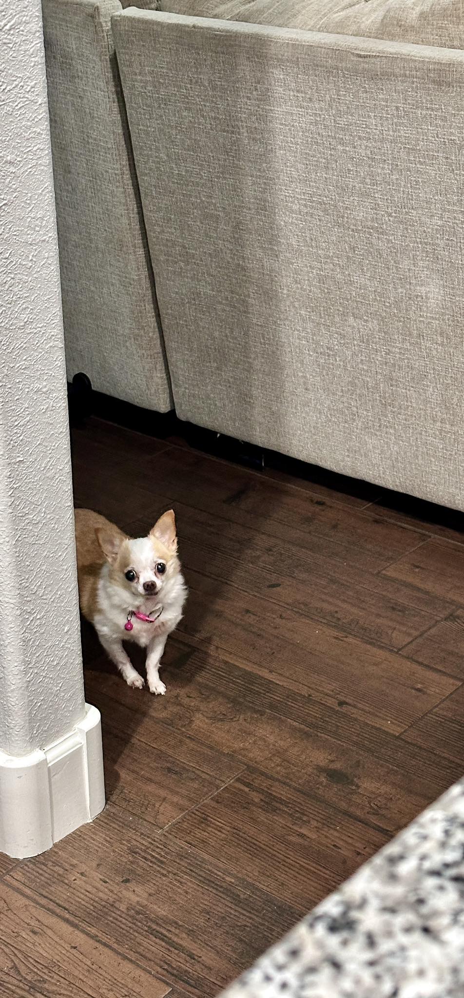 hamster-sized chihuahua standing