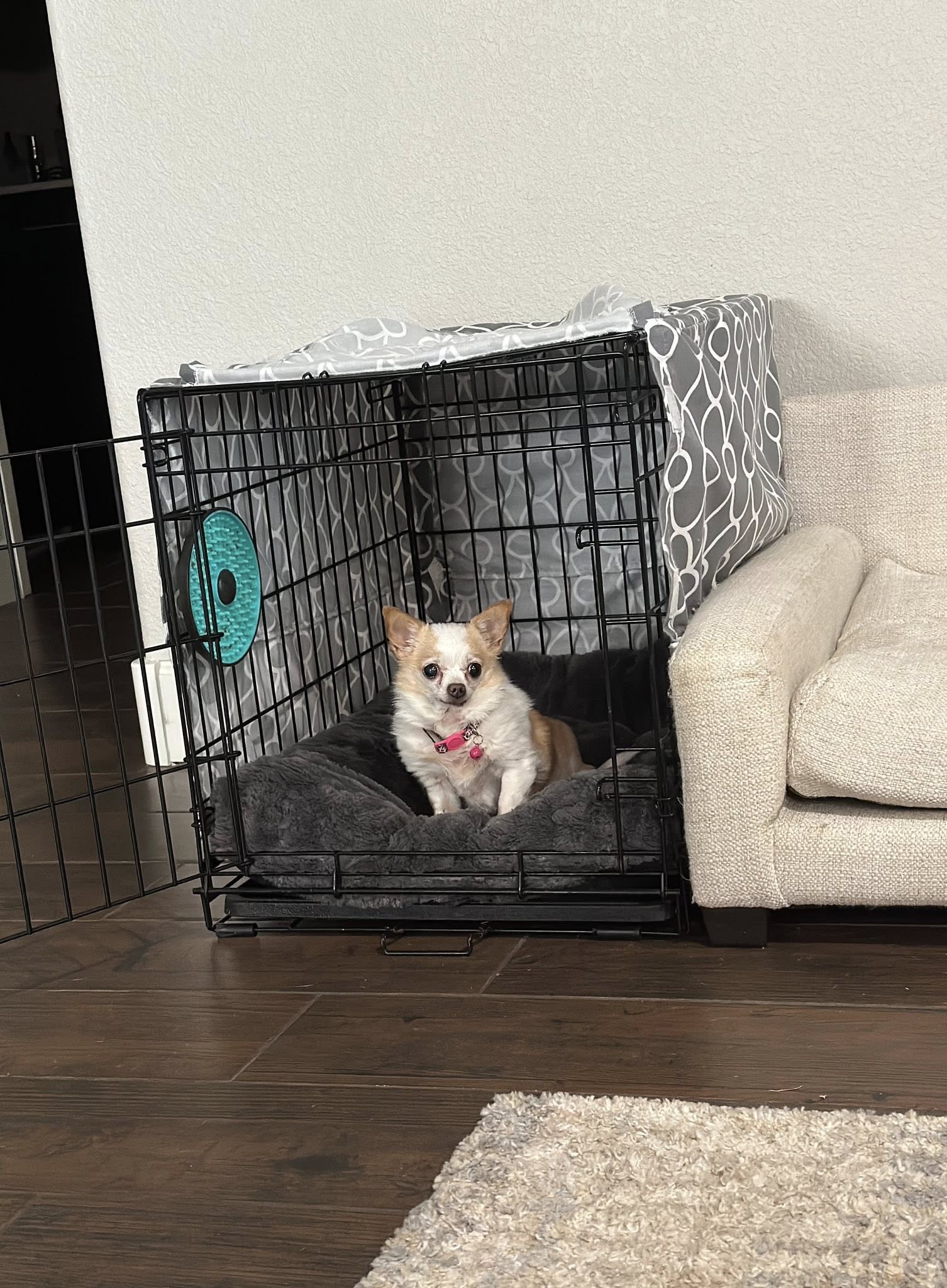 hamster sized chihuahua in crate