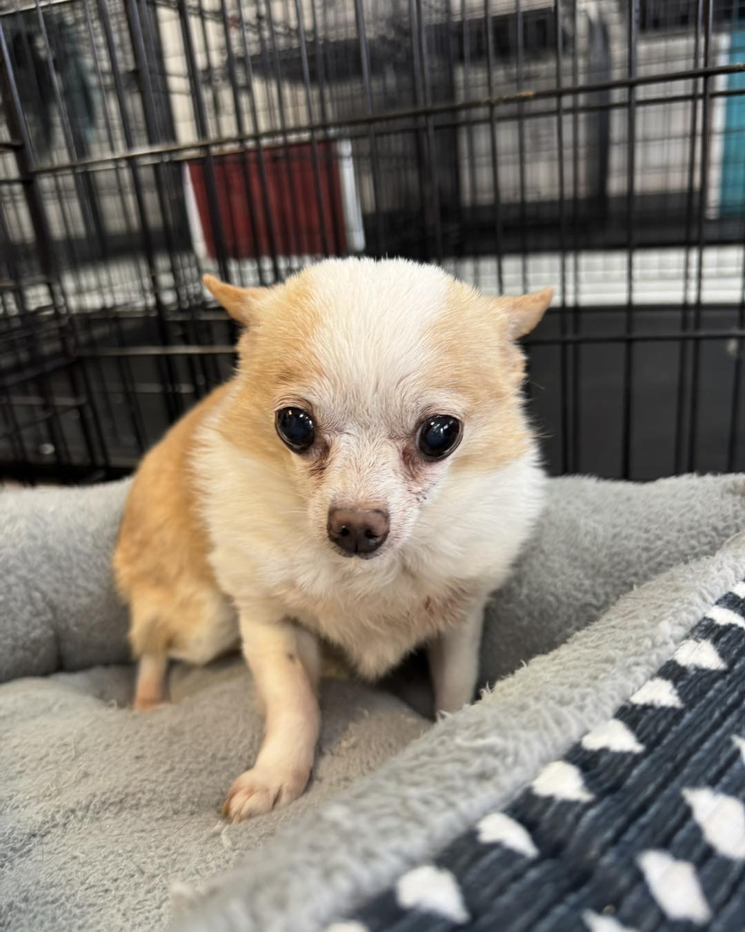 hamster-sized senior chihuahua