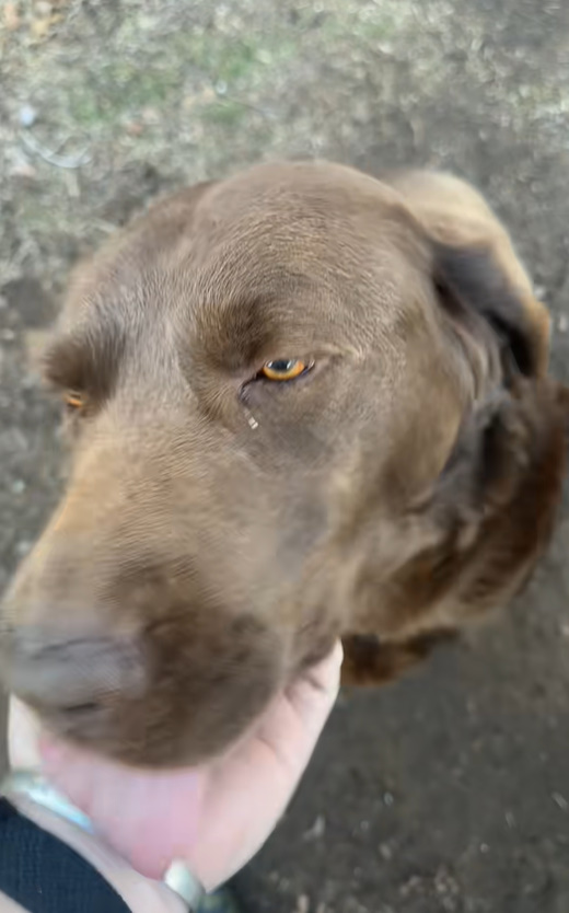 hand petting brown dog