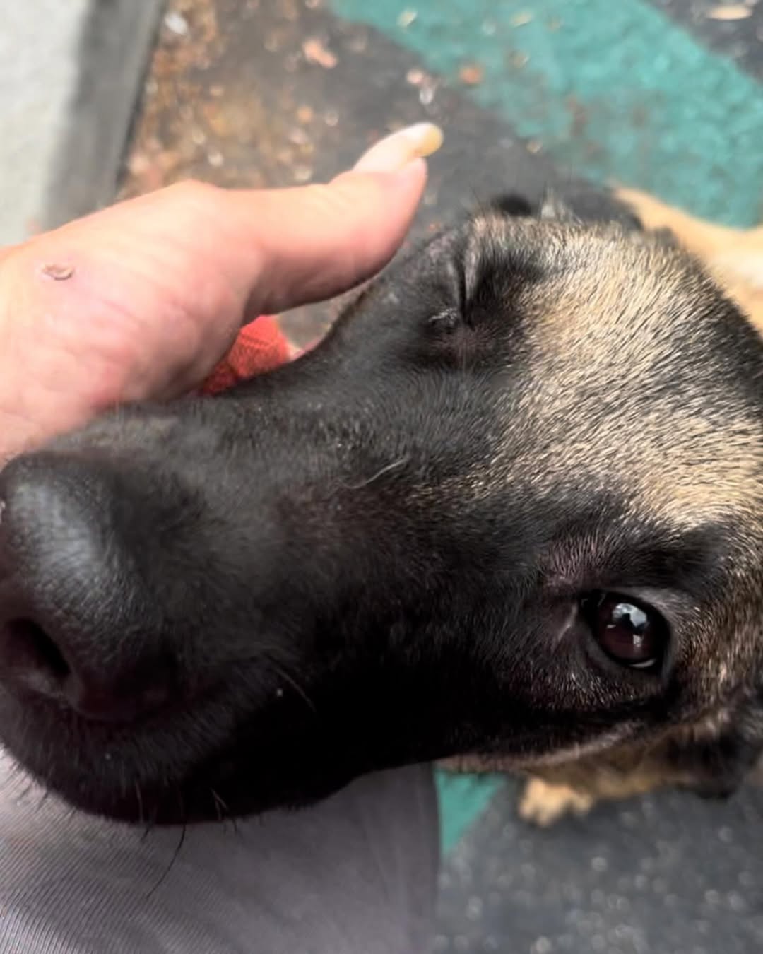 hand petting dog face