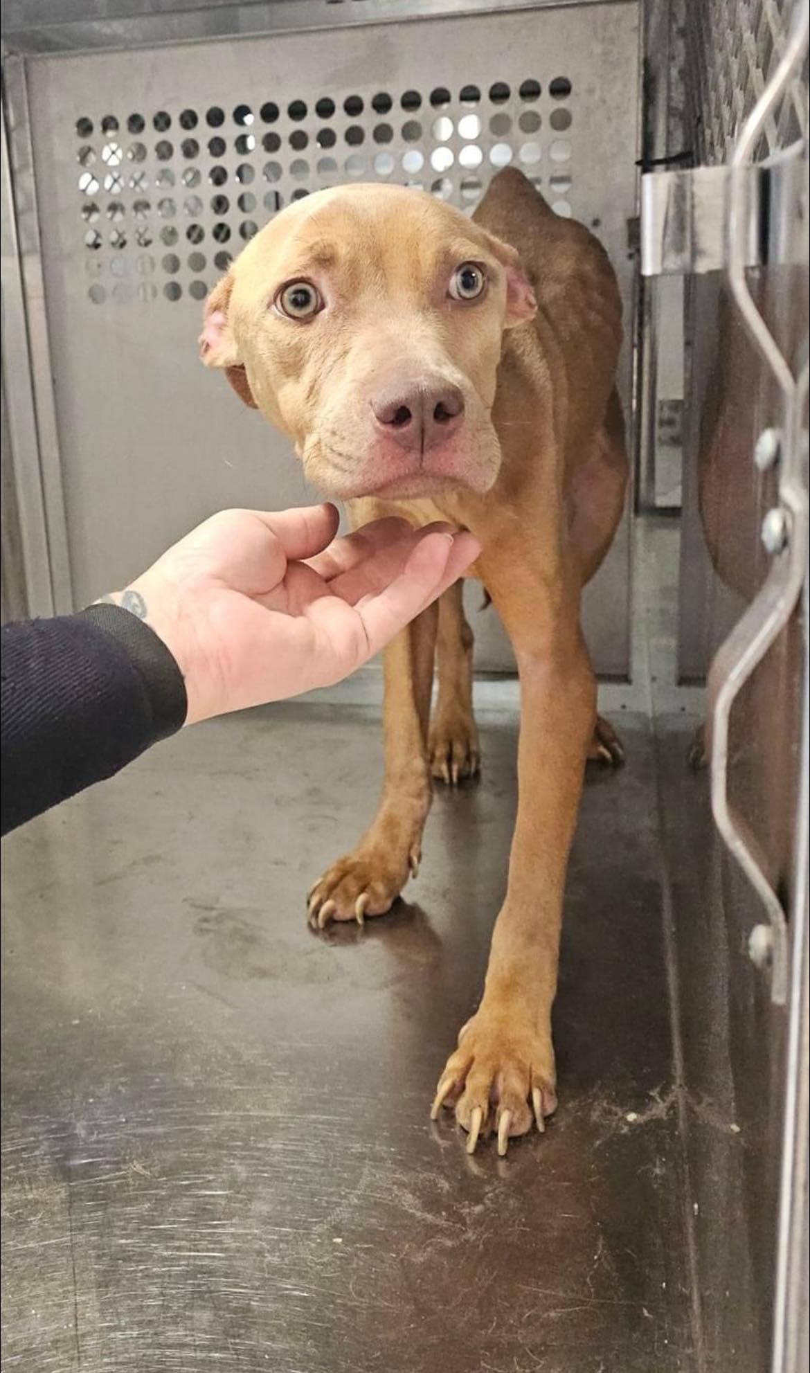 hand petting malnourished brown dog