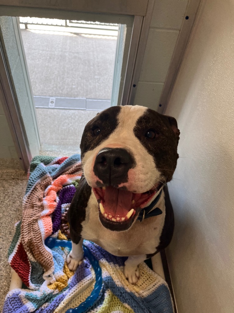 happy black and white dog in the shelter