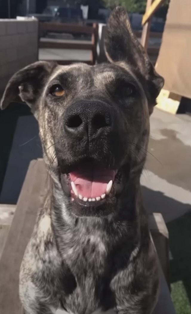 happy black dog