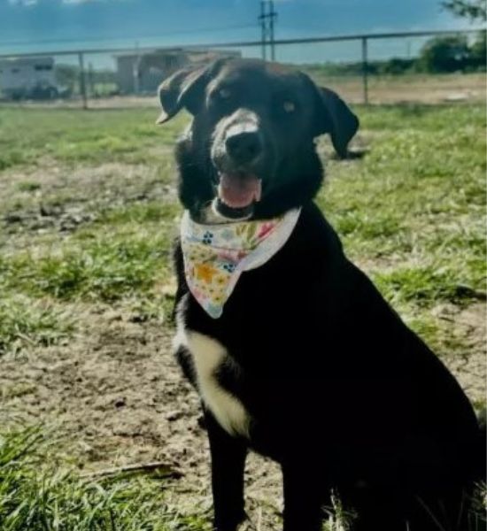 happy black dog