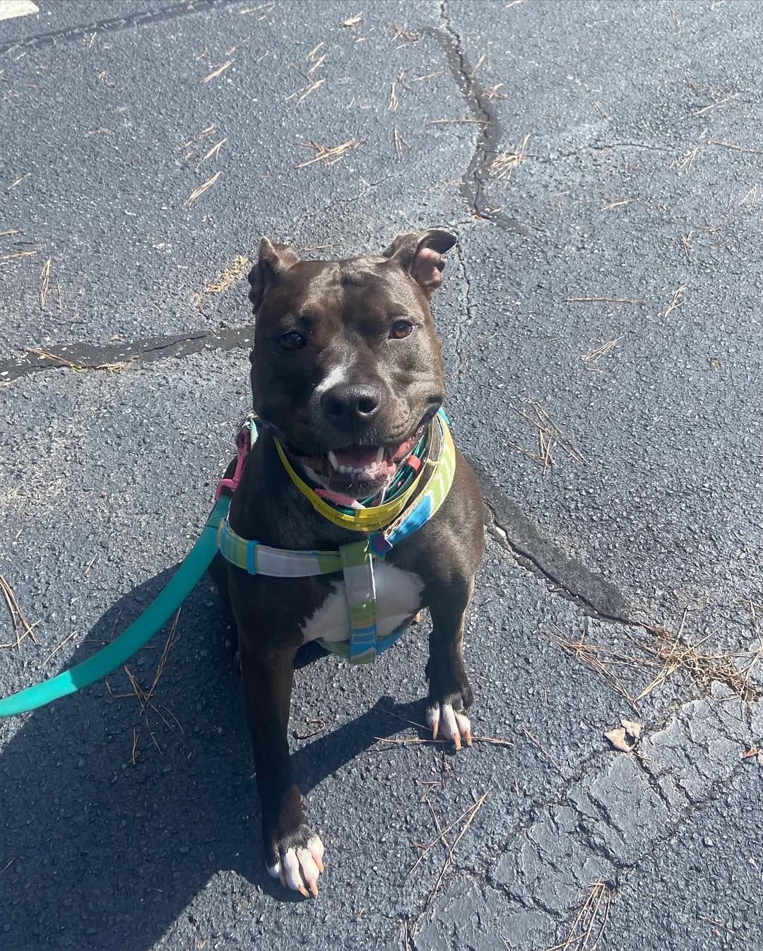 happy black dog on leash