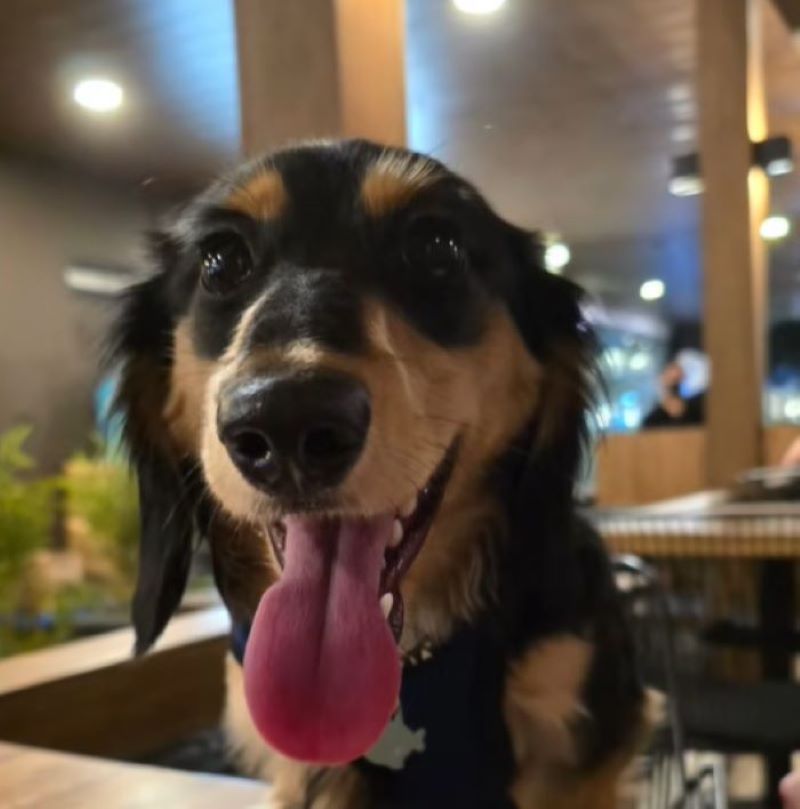 happy black dog