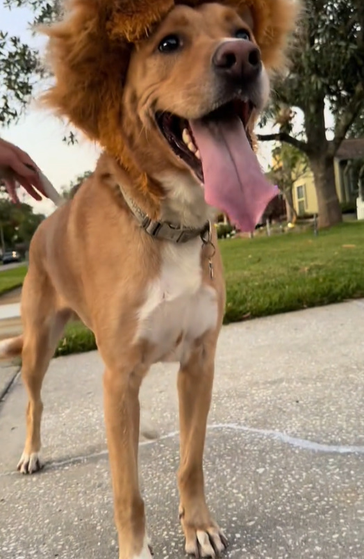 happy brown dog