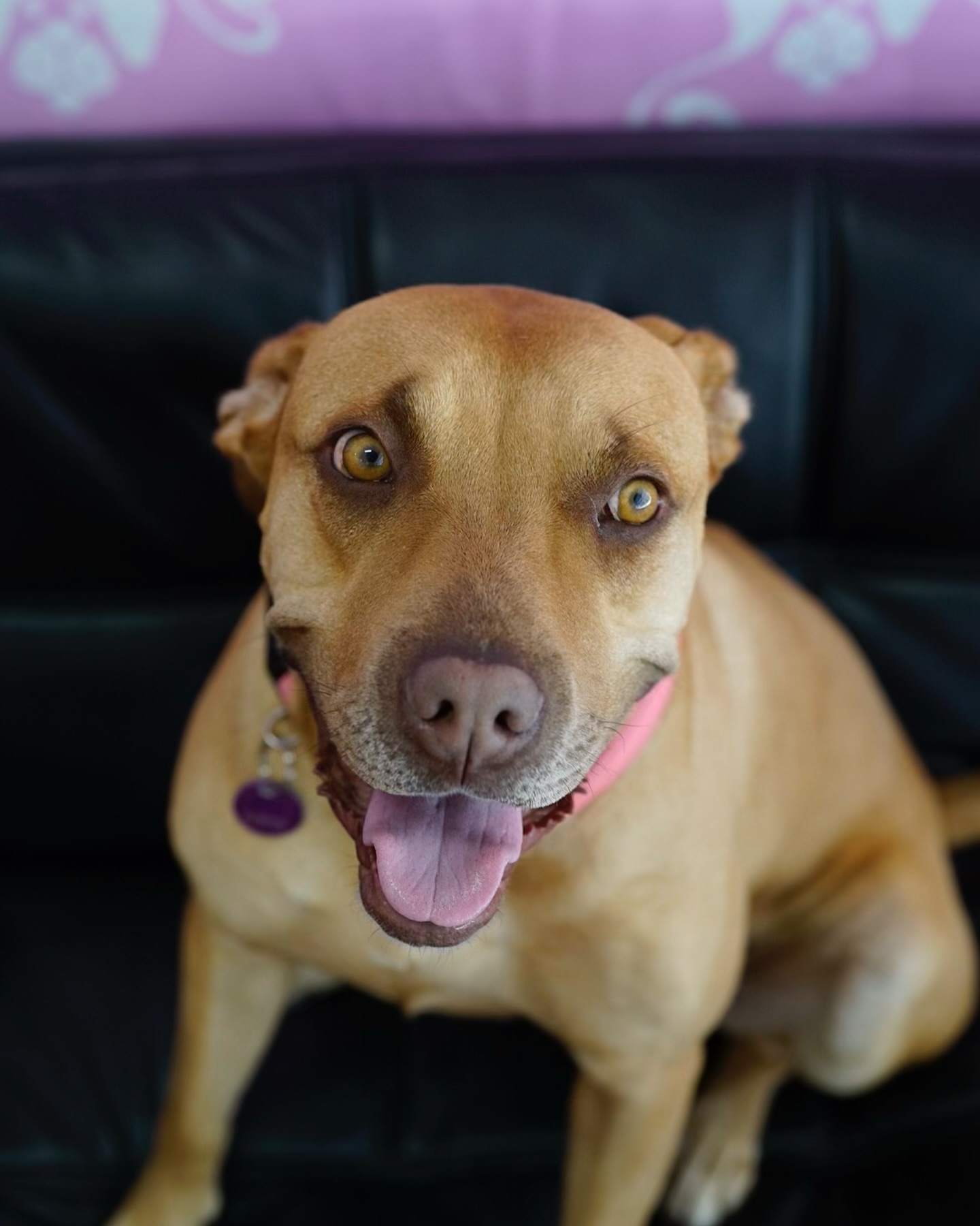 happy brown dog