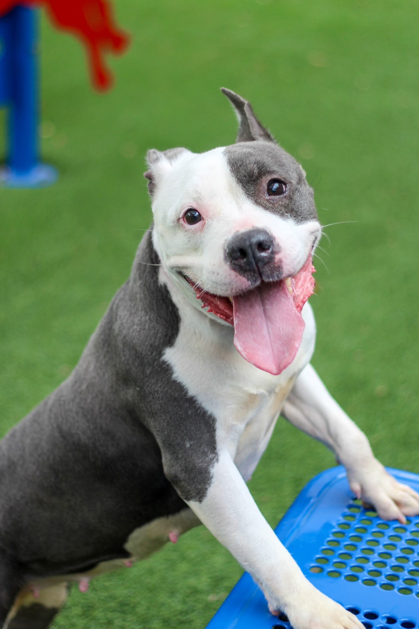 happy dog