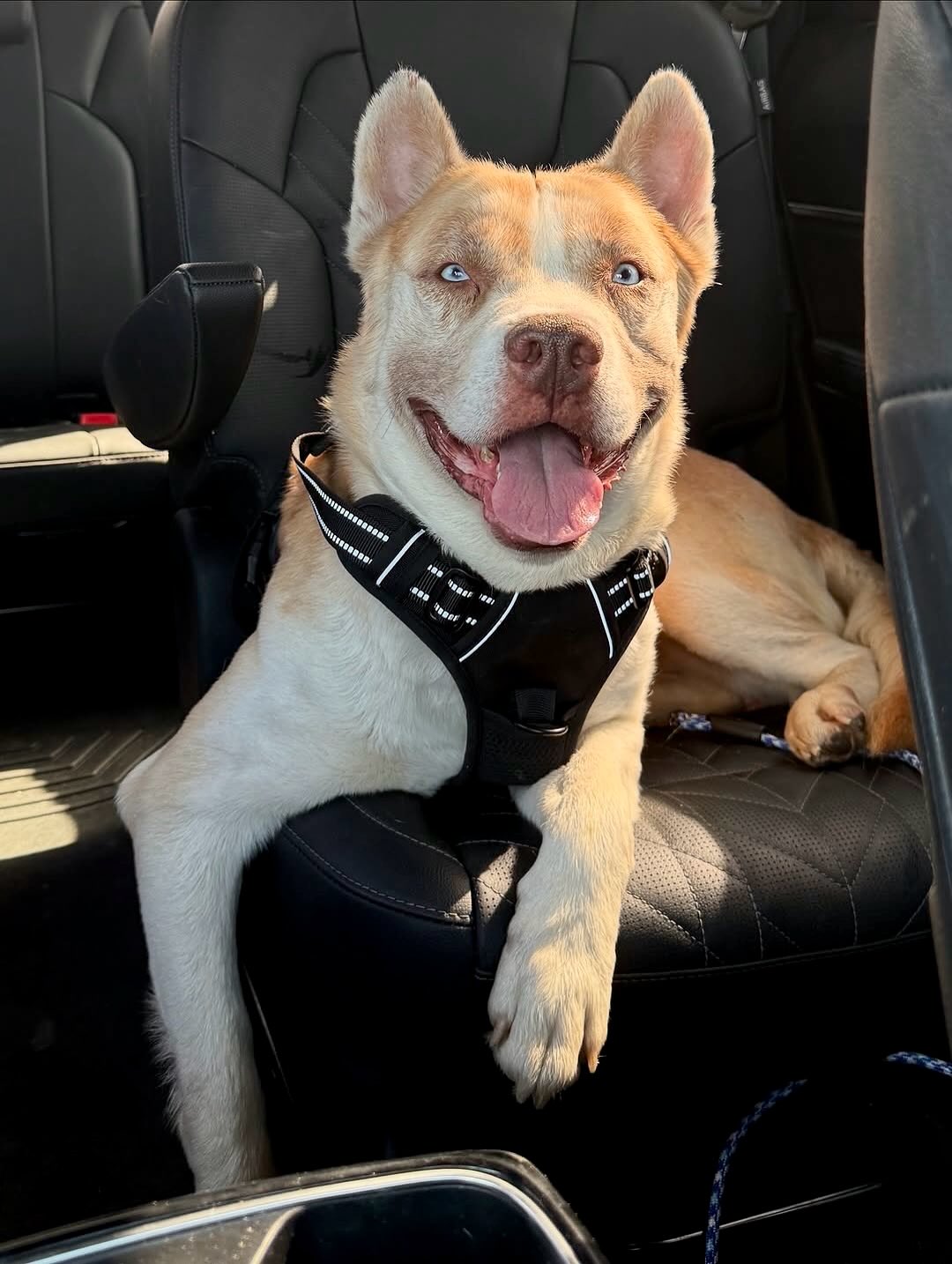 happy dog in car