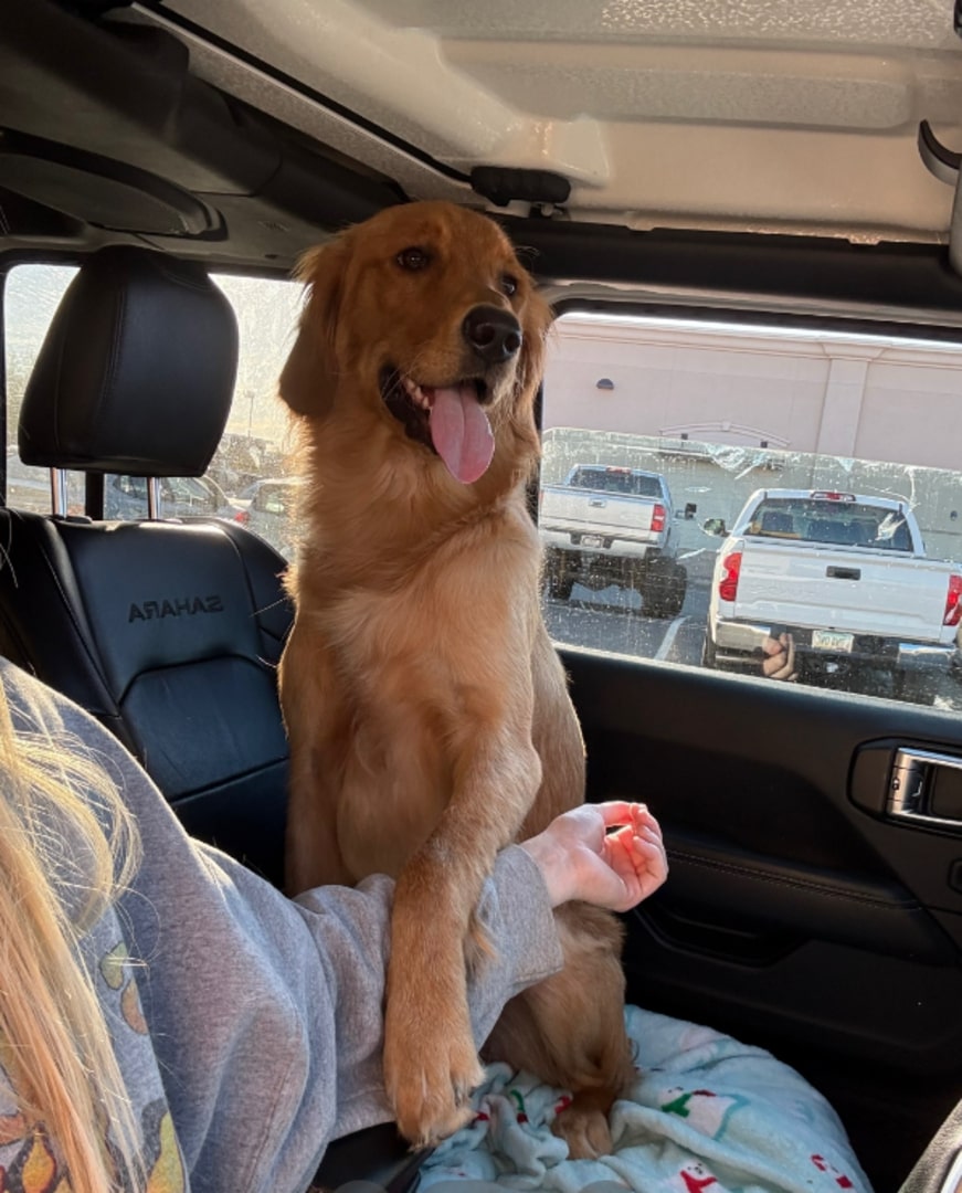 happy dog in car