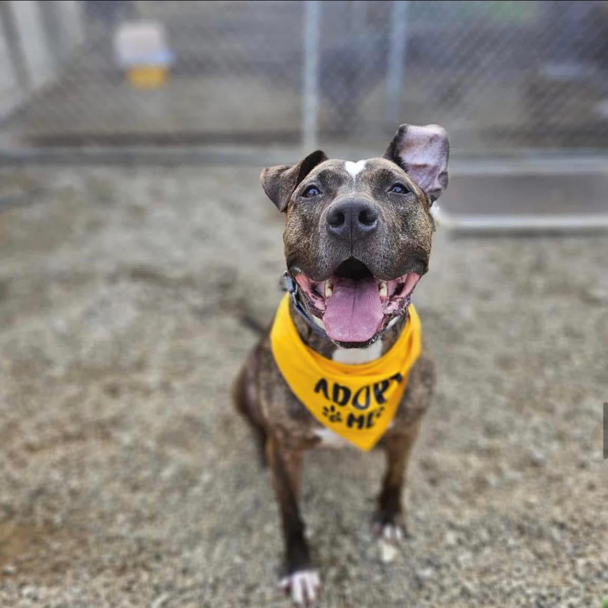 happy dog in shelter