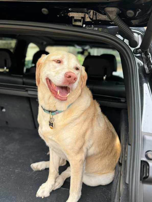 happy dog in trunk
