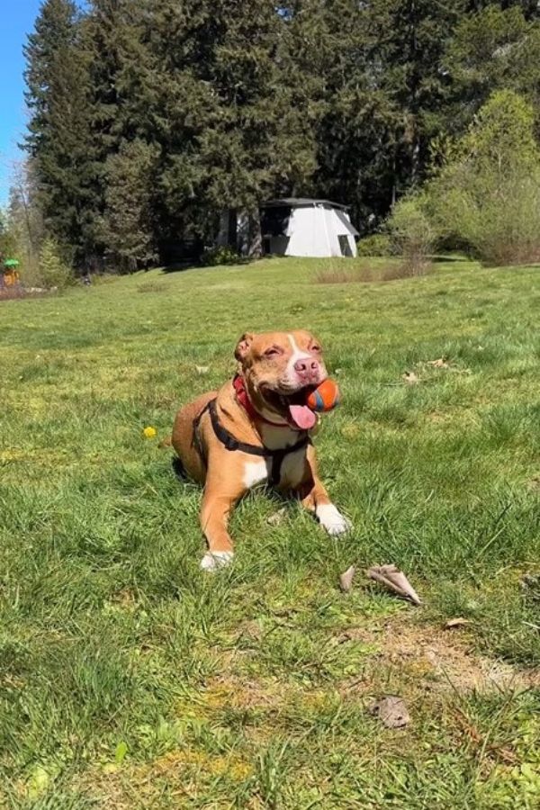 happy dog laying down