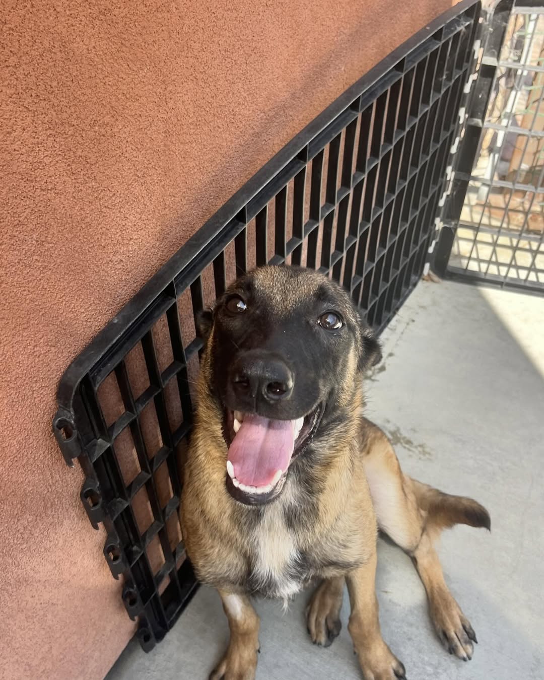 happy dog on a porch