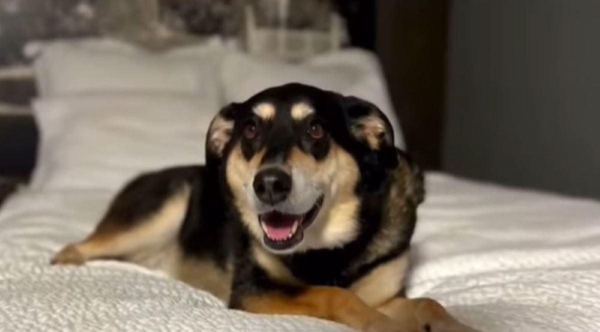 happy dog on bed